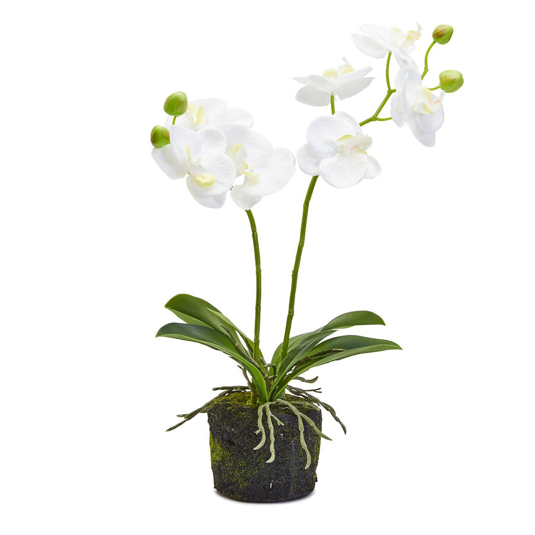 Two's Company White Butterfly Faux Orchid in Moss Pot